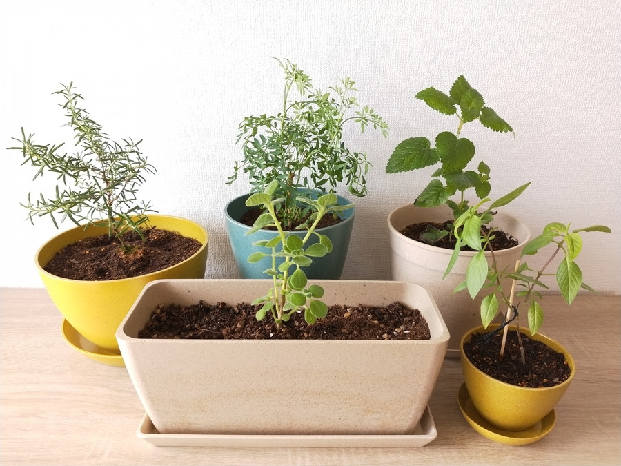 春はハーブの季節 ハーブを育てよう ピエス ヴェール